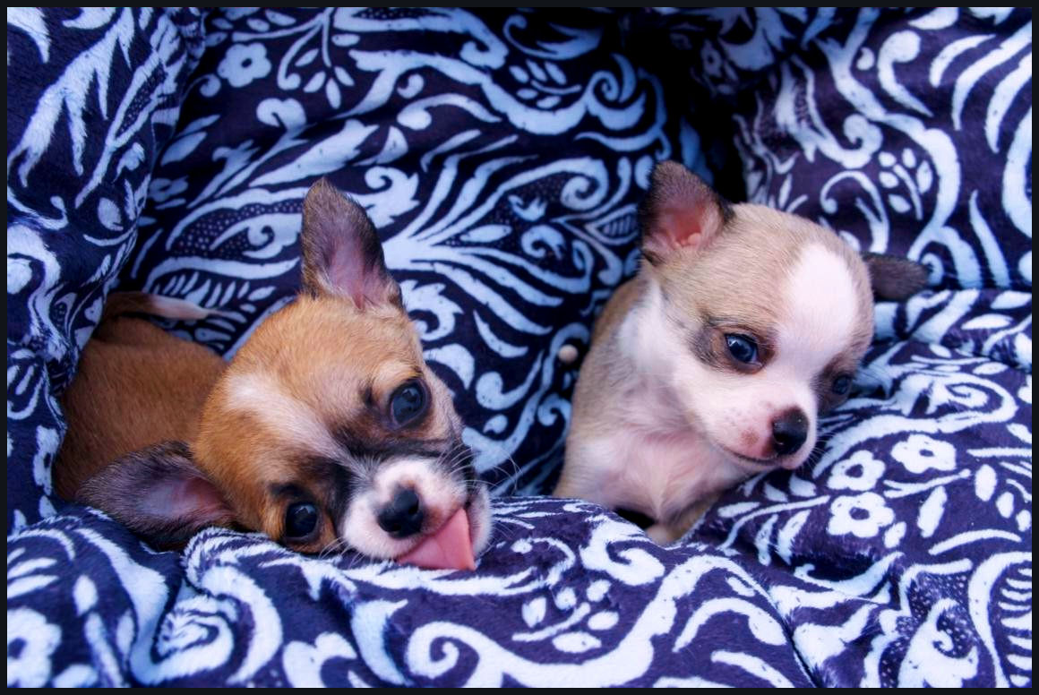 Friends Chihuahuas