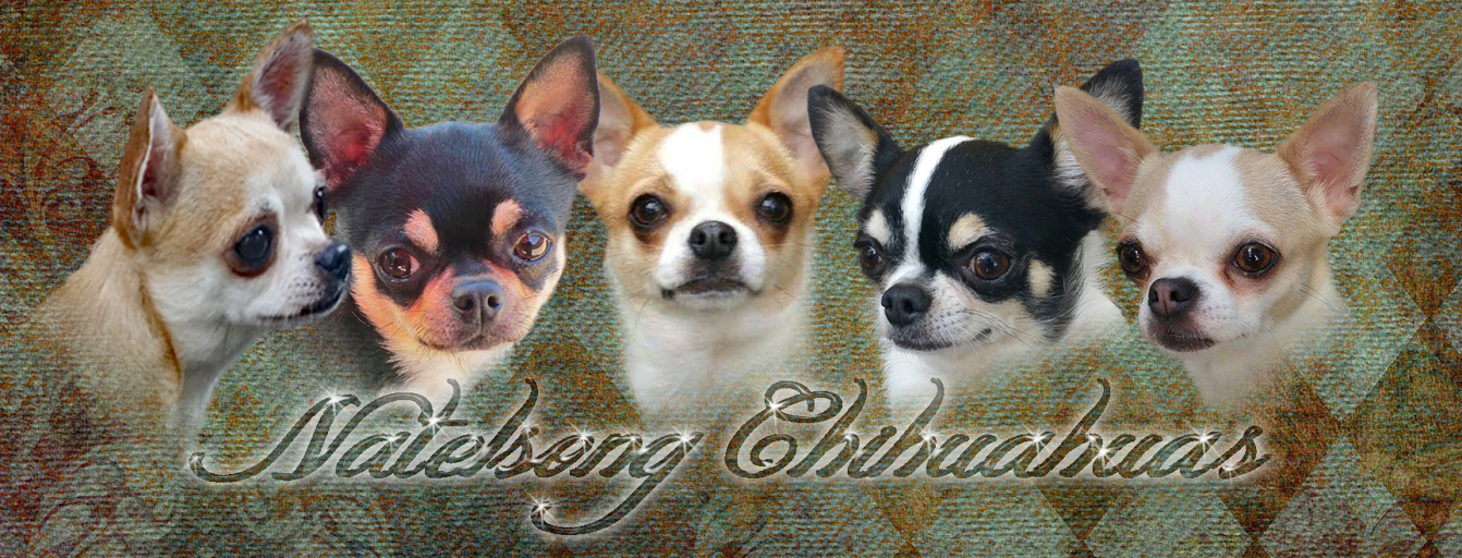 teresa's akc chihuahuas